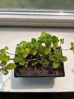 Plectranthus ernstii bonsai mint inc bonsai potje, Huis en Inrichting, Kamerplanten, Ophalen, Halfschaduw, Minder dan 100 cm, Bloeiende kamerplant