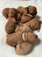 Mini Australian Labradoodle Pups, Overige rassen, CDV (hondenziekte), 8 tot 15 weken, Meerdere