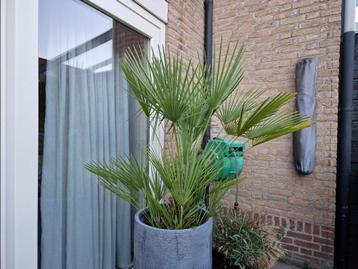 Europese dwergpalm (winterhard) beschikbaar voor biedingen