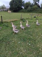Te koop: 5 jonge Chinese knobbel ganzen, Meerdere dieren, Gans of Zwaan