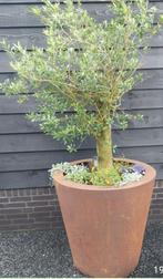 Hele grote zware bloembak met olijfboom cortenstaal, Olijfboom, Minder dan 100 cm, Zomer, Ophalen