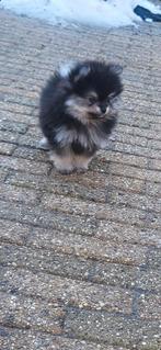 Pomeriaan pups, Dieren en Toebehoren, Honden | Poolhonden, Keeshonden en Oertypen, Keeshond, Reu, 8 tot 15 weken, Meerdere