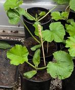 Meerdere courgette  planten  “Diamant”, Tuin en Terras, Ophalen, Volle zon, Groenteplanten, Eenjarig