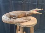 opgezette krokodil 50 euro ophalen wordt niet verzonden, Dieren en Toebehoren, Meerdere dieren
