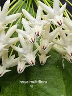 Hoya multiflora  javanica nr 1, Overige soorten, In pot, Minder dan 100 cm, Bloeiende kamerplant