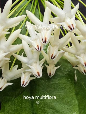 Hoya multiflora  javanica nr 1 beschikbaar voor biedingen