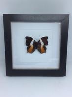 vlinder Charaxes, Ophalen of Verzenden, Nieuw, Insect, Opgezet dier