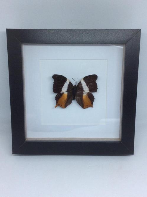 vlinder Charaxes, Verzamelen, Dierenverzamelingen, Nieuw, Opgezet dier, Insect, Ophalen of Verzenden