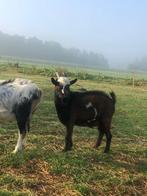 Dekbok, Dieren en Toebehoren, Schapen, Geiten en Varkens, Mannelijk, Geit, 0 tot 2 jaar