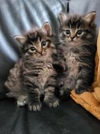 Ragdoll X mix kittens, Dieren en Toebehoren, Katten en Kittens | Raskatten | Langhaar, Poes, 0 tot 2 jaar