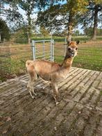 Alpaca merrie, Dieren en Toebehoren, Mei, Vrouwelijk