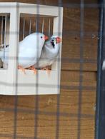 Zebravinken van beide geslachten te koop, Dieren en Toebehoren, Meerdere dieren, Tropenvogel