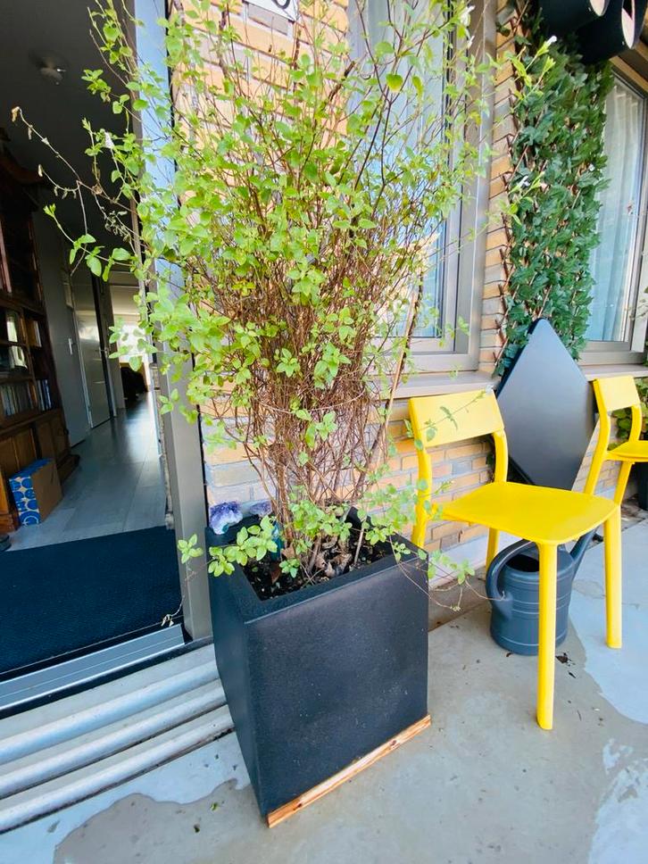 Oude vijg in Capi Urban smooth pot (40x40), Tuin en Terras, Planten | Tuinplanten, Vaste plant, Fruitplanten, Volle zon, Bloeit niet