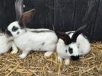 Jonge grote Lotharingers, Dieren en Toebehoren, Meerdere dieren