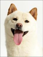 Shiba reu, Rabiës (hondsdolheid), Eén hond, 3 tot 5 jaar, Nederland