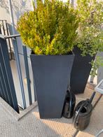 Buxus in pot (4x) totale hoogte 140 cm, Tuin en Terras, Planten | Bomen, 100 tot 250 cm, Palmboom, Ophalen, Volle zon