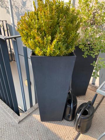 Buxus in pot (4x) totale hoogte 140 cm beschikbaar voor biedingen