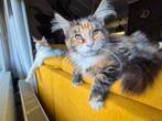 Maine coon kitten te koop, Dieren en Toebehoren, Katten en Kittens | Raskatten | Langhaar, Poes, Gechipt, 0 tot 2 jaar
