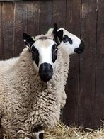 Ramlammeren Kerry Hill, Dieren en Toebehoren, Schapen, Geiten en Varkens, Mannelijk, Schaap, 0 tot 2 jaar
