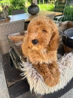 Labradoodle, Nederland, Overige rassen, CDV (hondenziekte), 8 tot 15 weken