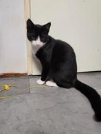 Kitten zijn 4maanden oud is ondwormd en ondvlooid niet gevac, Dieren en Toebehoren, Katten en Kittens | Raskatten | Korthaar, Kater