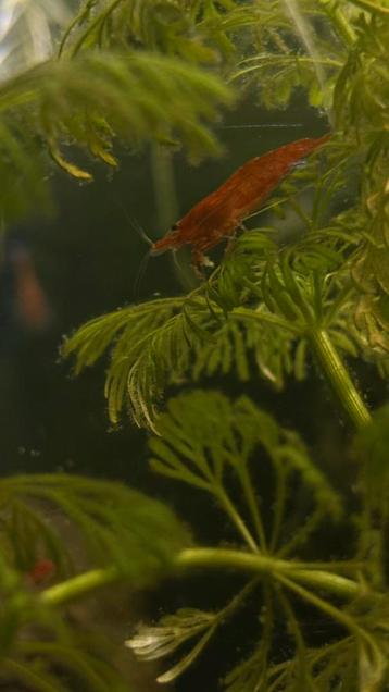 Rode garnalen neocaridina, weekend aanbieding!!! beschikbaar voor biedingen