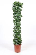 Cissus rotundifolia, Huis en Inrichting, Kamerplanten, 150 tot 200 cm, Halfschaduw, Verzenden
