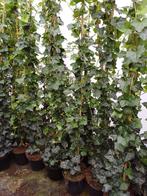 klimop hedera hibernica te koop, Tuin en Terras, Ophalen, Vaste plant, Bloeit niet, Halfschaduw
