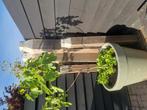 Meerpalen, Tuin en Terras, Minder dan 30 cm, Minder dan 60 cm, Rond, Ophalen of Verzenden