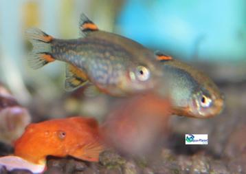 Galaxy Rasbora beschikbaar voor biedingen