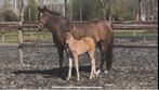 New forest ( fok) merrie, Dieren en Toebehoren, Pony's, Merrie, Niet van toepassing, Springpony, 11 jaar of ouder