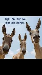 Mooie poster, Dieren en Toebehoren, Overige Dieren, December, Meerdere dieren