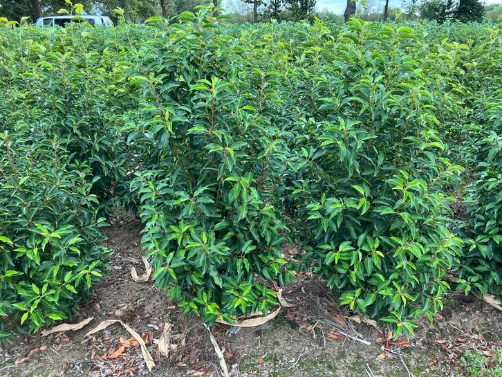 Laurierhaag - prunus lusitanica ', Tuin en Terras, Planten | Struiken en Hagen, Haag, Laurier, 100 tot 250 cm, Ophalen of Verzenden