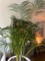 Kamerplant, Ophalen, 200 cm of meer, Palm, Halfschaduw