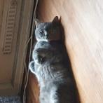 Poes raskat/mix, Dieren en Toebehoren, Katten en Kittens | Raskatten | Korthaar, Poes, Gechipt