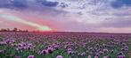 Tuindoek - Veld met paarse bloemen - Zonsondergang, Ophalen, Zo goed als nieuw