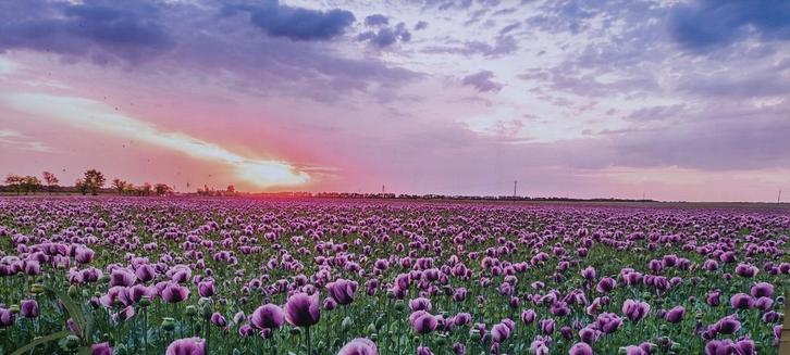 Tuindoek - Veld met paarse bloemen - Zonsondergang, Huis en Inrichting, Woonaccessoires | Wanddecoraties, Zo goed als nieuw, Ophalen