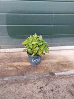 Hortensia Macrophylla 'Little Red' en 'Little Blue', Ophalen, Zomer, Overige soorten, Halfschaduw