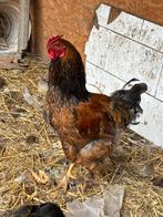 Brahma haan, Dieren en Toebehoren, Pluimvee, Mannelijk, Kip