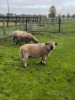 Johhny hemphshire down ram, Dieren en Toebehoren, Schapen, Geiten en Varkens, Mannelijk, Schaap