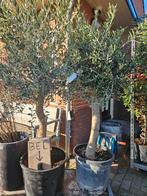 Olijfbomen diverse maten grillige stam, Tuin en Terras, Planten | Bomen, Volle zon, Ophalen of Verzenden, 100 tot 250 cm, Olijfboom