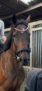 Kavalkade hoofdstel zgan, Ophalen of Verzenden, Zo goed als nieuw, Dressuur