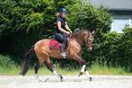 Zeer spectaculair, uniek en braaf diamantje!!, B, Dressuurpony, 3 tot 6 jaar, Merrie