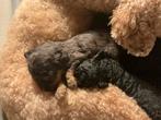 Unieke Goldendoodle F2B x Poedel pups (middenslag), Dieren en Toebehoren, 8 tot 15 weken, CDV (hondenziekte), Meerdere, Meerdere dieren