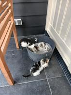 Boerderij kittens, Dieren en Toebehoren
