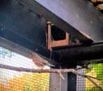 Koppel zebravinken, Dieren en Toebehoren, Vogels | Overige Vogels, Meerdere dieren, Geringd