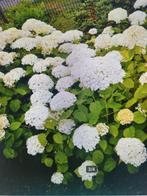 HORTENSIA'S WIT -2 STUKS 100/150/100-, Tuin en Terras, Planten | Tuinplanten, Vaste plant, Halfschaduw, Zomer, Ophalen