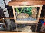 Opgezette.Taxidermie.Taxidermy. Leuke diorama maar moderner., Ophalen of Verzenden, Opgezet dier