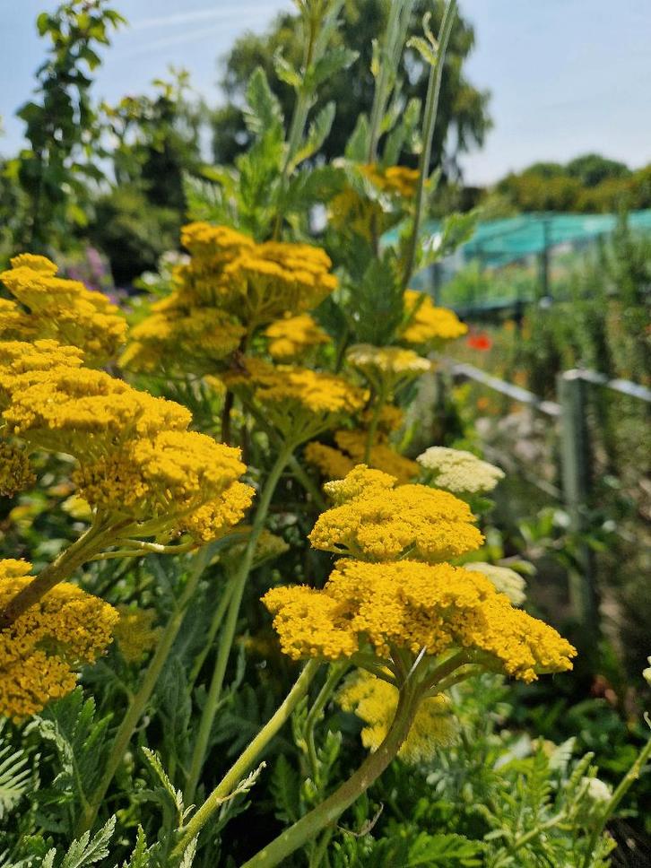 Zaden van Duizendblad uit eigen onbespoten tuin, Tuin en Terras, Bloembollen en Zaden