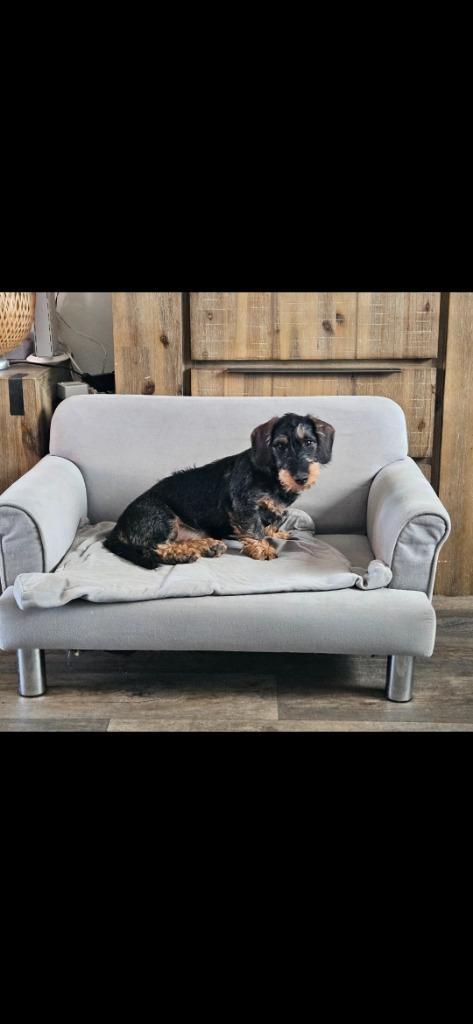 Jonge Ruwharige Dwergteckel, Dieren en Toebehoren, Honden | Teckels en Dashonden, Teef, Ruwhaar, Dwerg, Fokker | Hobbymatig, Eén hond